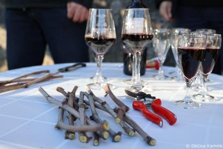 Rez kamniške potomke najstarejše vinske trte (16)